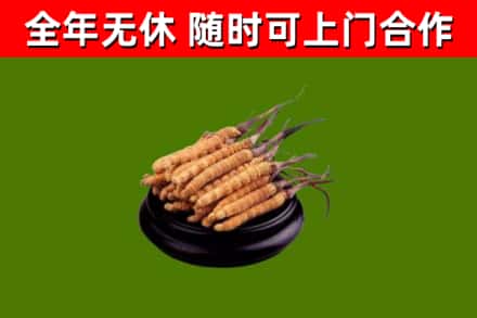 东台市烟酒回收冬虫夏草.jpg