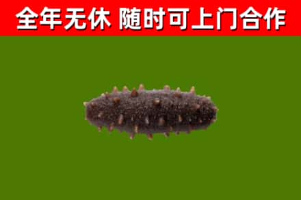 东台市烟酒回收干海参.jpg